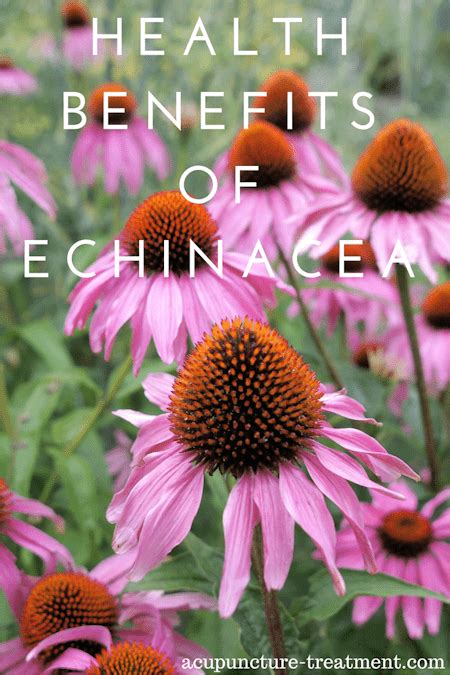 Health Benefits Of The Echinacea Plant