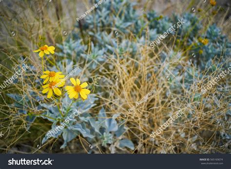 Brittlebush Southwestern Wildflower Blooming Desert Phoenix Stock Photo