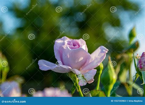 Pinkish Purple Roses Bloom In The Rose Garden Amid Beautiful Rose Buds