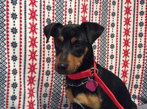 Miniature Pinscher Dog For Adoption In Pomona Ca Adn 421091 On