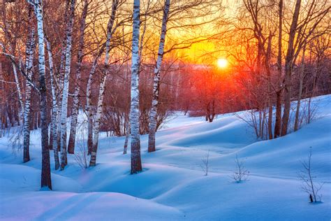 Snowy Birch Tree Forest Colorful Winter Sunset Photo