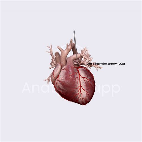 Coronary Arteries Arterial Blood Supply Of Heart External Anatomy