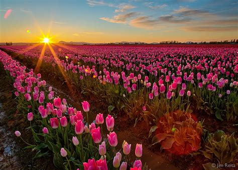 Tulips And Sunset Sun Sunset Sky Clouds Flowers Fields Tulips