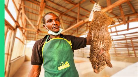 Nigerias Bushmeat Farms Eating Giant Rat With Miss Nigeria 🥇 Own