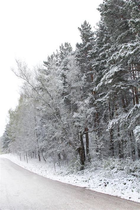 Pine Forest In The Snow Forest Road Early Spring Stock Image Image