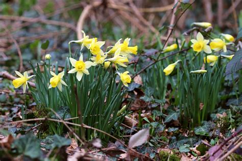 Wild Daffodil 3 National Botanic Garden Of Wales