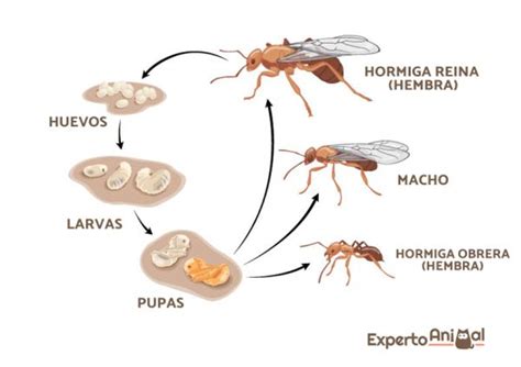 Cómo se reproducen las hormigas Todo lo que necesitas saber