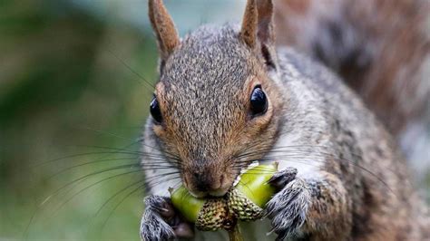 Mad Squirrel Disease Man Dies From Rare Disease After Eating Fluffy