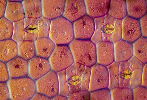 Lm Of Epidermis Cells Of Tradescantia Photograph By Power And Syred