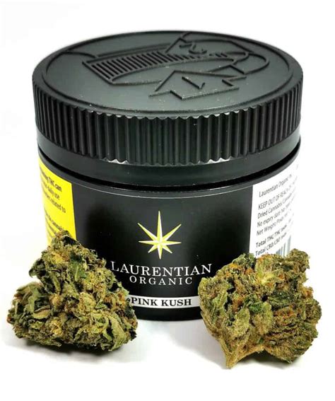 Pink Kush Strain Review Laurentian Organic Cannabis Sensei