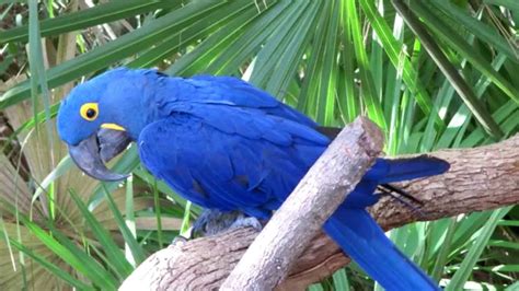 Blue Macaw Bird Song Bird Call Youtube