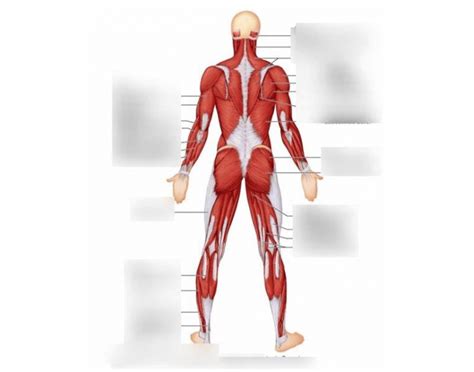 Muscular System Back Quiz