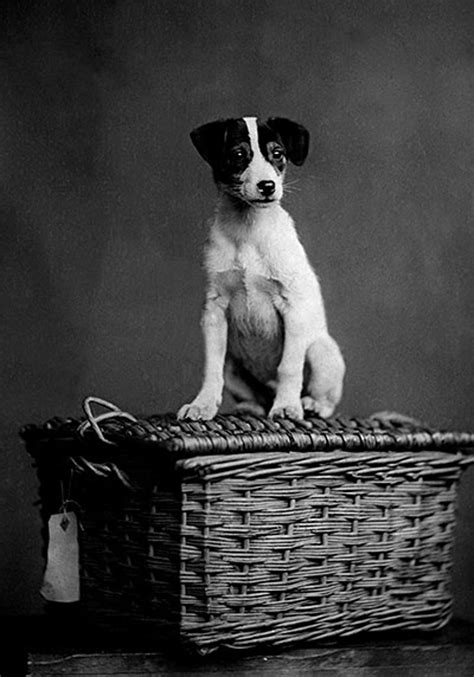 Vintage Dog Photography In Pictures Vintage Dog Dog Photography