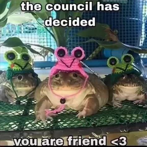 The Council Has Decided Ap Animal Memes Funny Animals Cute Frogs
