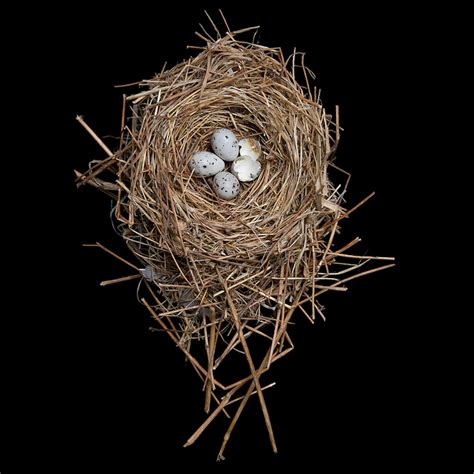 Beautifully Preserved Bird Nests From The 20th Century Nest Art Bird