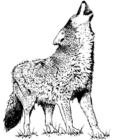 Significant changes are currently required for you. wolf illustration | Malvorlagen pferde, Malvorlagen tiere ...