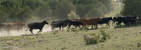 Cattle Stampede Alan Eckert Photography