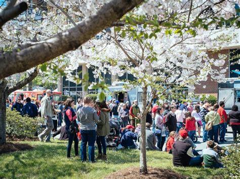 Discover The International Cherry Blossom Festival In Macon Georgia