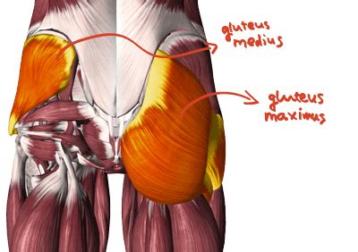 You can also track the changes of the diagram in. The best exercises for the Glutes - Stijn van Willigen Personal Training and Online Coaching