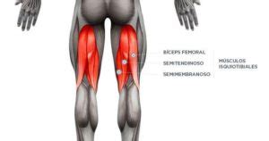 Bíceps Femoral Localização função Origem inserção e ação Anatomia