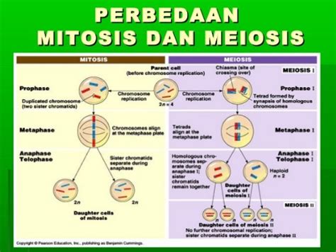 Perbedaan Mitosis Dan Meiosis Secara Lengkap Learnesiaku