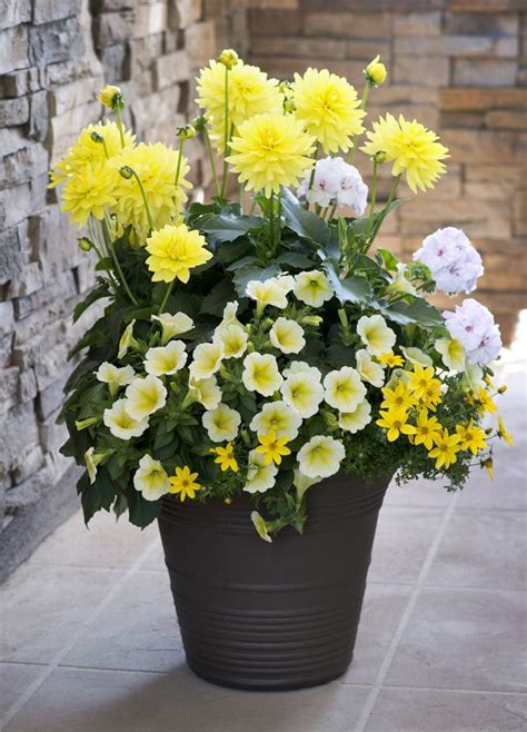 Перевод не получился по техническим причинам. Image result for dahlia containers | Krukväxter ...
