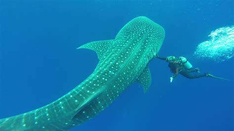 Whale Shark Encounter Of The Backside Of Molokini Crater In Maui Hawaii