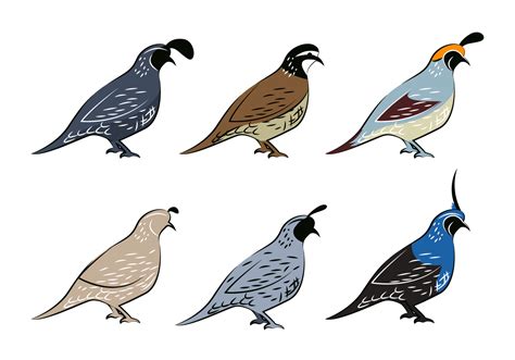 Beautiful Quail Bird Vector - Download Free Vectors ...
