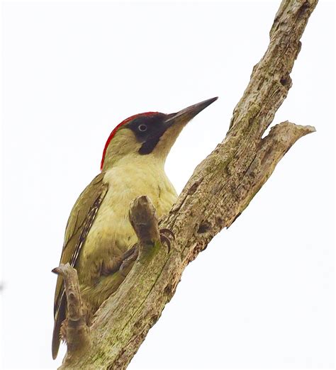 Cambridgeshire Bird Club Gallery Green Woodpecker