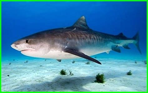 Sketsa gambar pemandangan bawah laut gambar pedia via gambarpedia.org. Diantara 10 Hewan Terkuat di Laut Ini, Kamu Pilih Mana ...