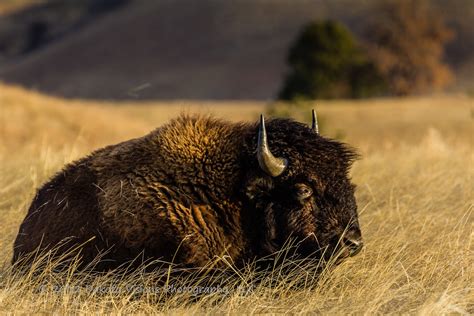 See You Behind The Lens Wind Cave National Park Bison