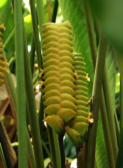 Perhaps your most important task is to keep the soil most and damp, but not too soggy. Calathea crotalifera - Rattlesnake Plant, Rattle Shaker ...