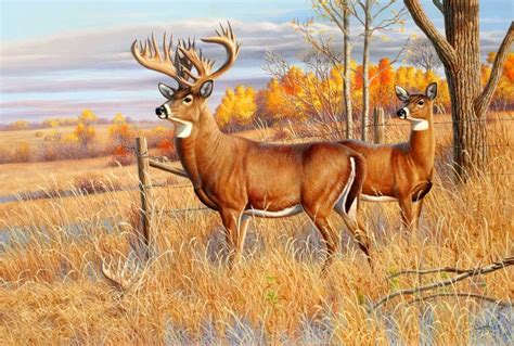 Whitetail Deer Art Deer Artwork Deer Painting
