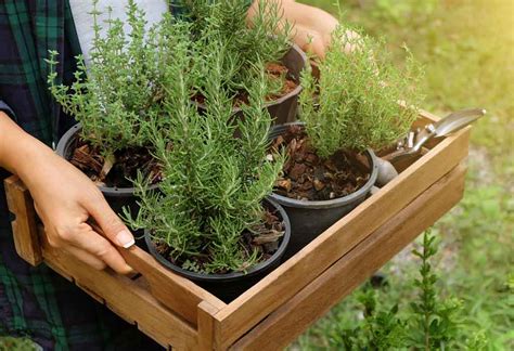 How To Plant And Grow Rosemary Types Harvesting And Faqs