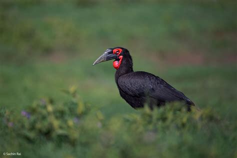 Toehold Animal Of The Week Southern Ground Hornbill Kenya Africa