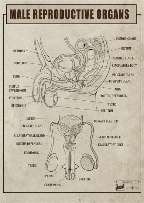Male Reproductive System Human Anatomy Riset