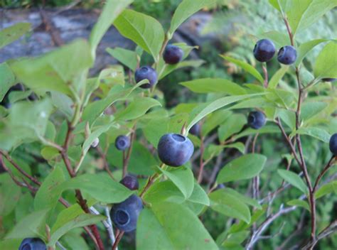 Illegal Commercial Huckleberry Pickers Out Of County Authoritys Reach