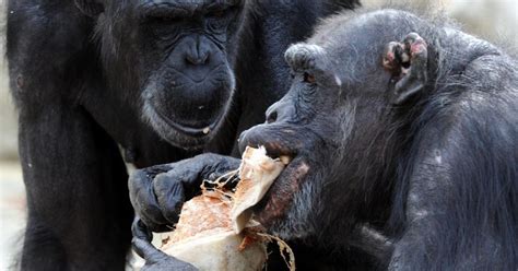 Chimpanzee Nests Contain Less Germs Than Your Bed Study Says Cbs Chicago