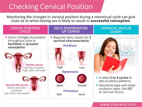 Cervix Position Early Pregnancy