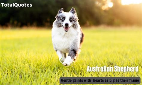 240 Funny Australian Shepherd Quotes Sayings