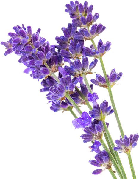 Lavender Flower Png Png Image Collection