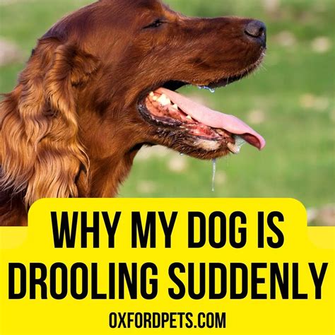 10 Reasons Why My Dog Is Drooling Suddenly Oxford Pets