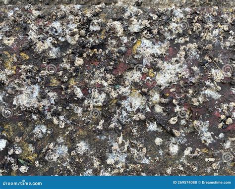 Sparrow Birds Droppings Poop Texture On The Footpath Pavement Stock