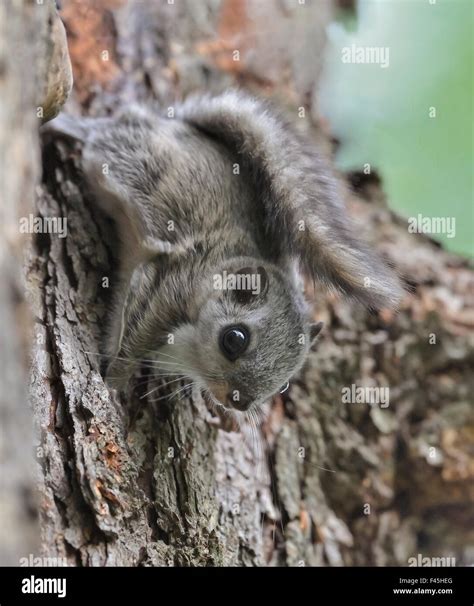 Siberian Flying Squirrel Pteromys Volans Juvenile Central Finland