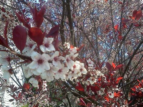 Tree Branch With Red Leaves And White Flowers In Spring