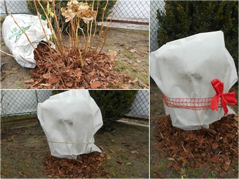 Doch wird eine hortensie als kübelpflanze gehalten, so kann sie in diesem im freien überwintert werden. Hortensien überwintern | Gartentipps