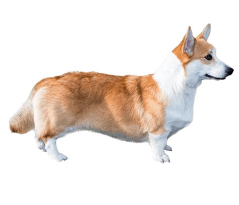 Cardigan Welsh Corgi Dog Breed Facts And Information Wag Dog Walking