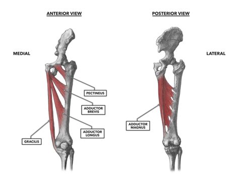 CrossFit Hip Musculature Part Medial Muscles