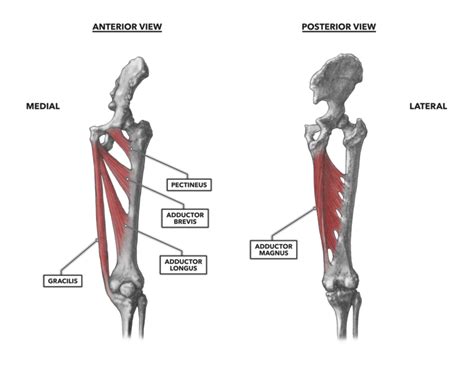 Crossfit Hip Musculature Part Medial Muscles