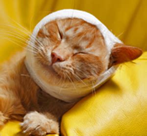 These parasites can cause the cat's ears to become irritated and inflamed, and require immediate treatment by your vet. Home Remedies for Crusty Ears In Cats